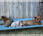 Small #7 Cairn Terrier Mix