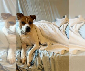 Trusty - Male Bulldog-Unknown Mix Dog for Adoption - Photo #3
