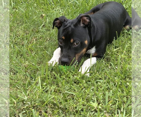 Medium Photo #5 Rat Terrier-Unknown Mix Puppy For Sale in Euless, TX, USA