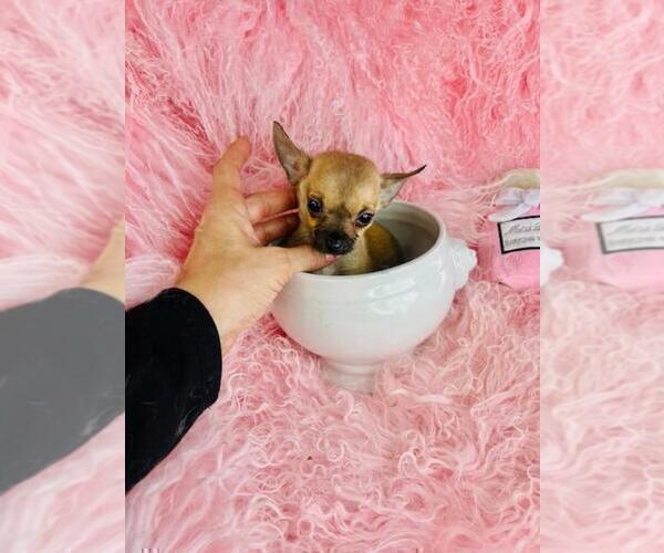 Medium Photo #2 Chihuahua Puppy For Sale in NEW YORK, NY, USA