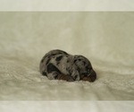 Small #2 Dachshund