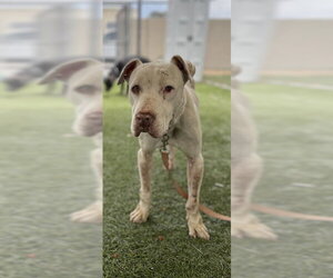 Mutt Dogs for adoption in Downey, CA, USA