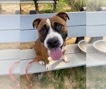Small American Staffordshire Terrier-Boxer Mix