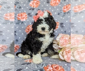 Miniature Bernedoodle Puppy for sale in OXFORD, PA, USA