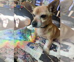 Small #2 Chihuahua Mix