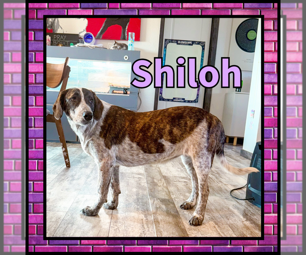 Medium Photo #5 Collie Puppy For Sale in Denton, TX, USA