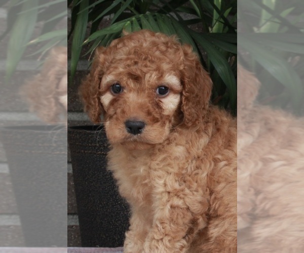 Medium Photo #9 Goldendoodle Puppy For Sale in FREDERICKSBURG, OH, USA