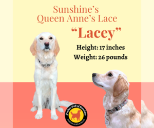 Mother of the Cavalier King Charles Spaniel-English Cream Golden Retriever Mix puppies born on 11/06/2025