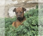 Puppy Tansy Irish Terrier
