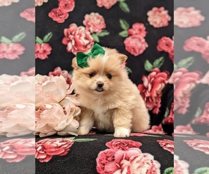 Pomeranian Puppy for sale in LINCOLN UNIVERSITY, PA, USA