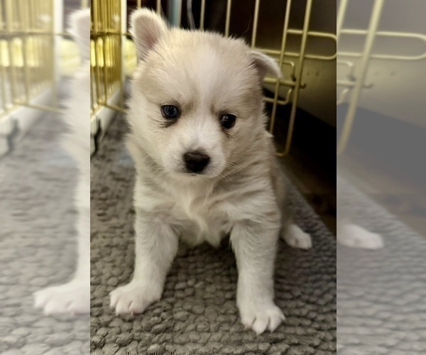 Medium Photo #151 Pomsky Puppy For Sale in LOVELAND, CO, USA