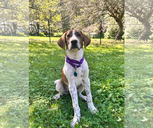 Medium Photo #1 Redbone Coonhound-Treeing Walker Coonhound Mix Puppy For Sale in pomfret, CT, USA