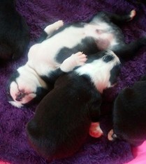 Boston Terrier Puppy for sale in DES MOINES, IA, USA