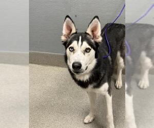 Siberian Husky-Unknown Mix Dogs for adoption in Las Vegas, NV, USA