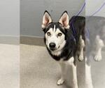 Small Siberian Husky Mix