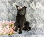 Small German Shepherd Dog