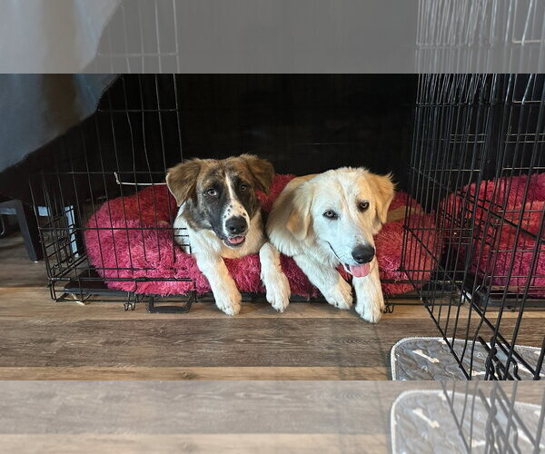 Medium Photo #3 Great Pyrenees-Unknown Mix Puppy For Sale in Tabernash, CO, USA