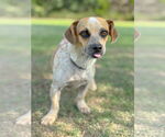 Small #3 Dachshund Mix