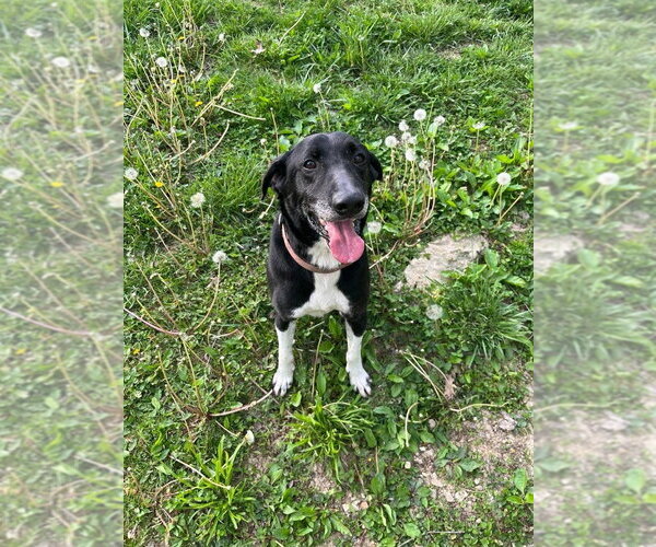 Medium Photo #1 Mutt Puppy For Sale in Osgood, IN, USA