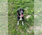 Joe - Male Mutt Dog for Adoption - Small photo