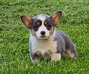 Pembroke Welsh Corgi Puppy for sale in MILTON, WI, USA