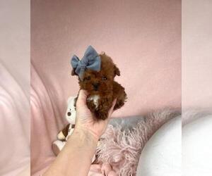 Poodle (Toy) Puppy for sale in FORT LAUDERDALE, FL, USA