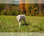 Small #2 Great Pyrenees