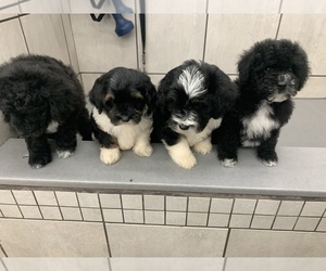 Newfoundland-Poodle (Miniature) Mix Puppy for sale in STERLING HEIGHTS, MI, USA