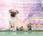 Small Photo #4 Pug Puppy For Sale in BEL AIR, MD, USA