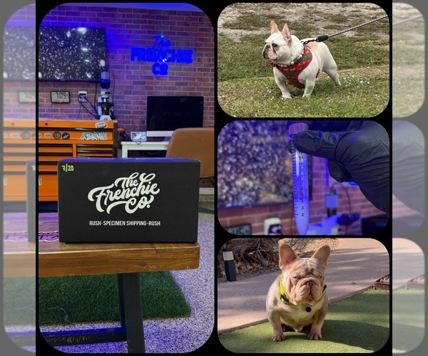 Medium Photo #9 French Bulldog Puppy For Sale in CAPE CORAL, FL, USA