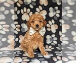 Small Photo #3 Cockapoo-Poodle (Miniature) Mix Puppy For Sale in LANCASTER, PA, USA