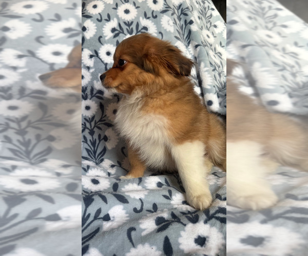 Medium Photo #2 Maltese-Maltipom Mix Puppy For Sale in HUDSON, MA, USA