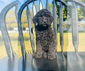 Poodle (Standard) Puppy for sale in OCALA, FL, USA
