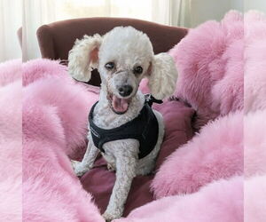 Poodle (Toy) Dogs for adoption in Menifee, CA, USA