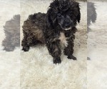 Small #4 Poodle (Toy)
