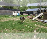 Small #15 German Shepherd Dog