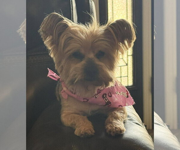 Medium Photo #5 Mutt Puppy For Sale in Boonton, NJ, USA