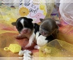 Small Photo #3 Bullhuahua-Chihuahua Mix Puppy For Sale in RAWSONVILLE, MI, USA