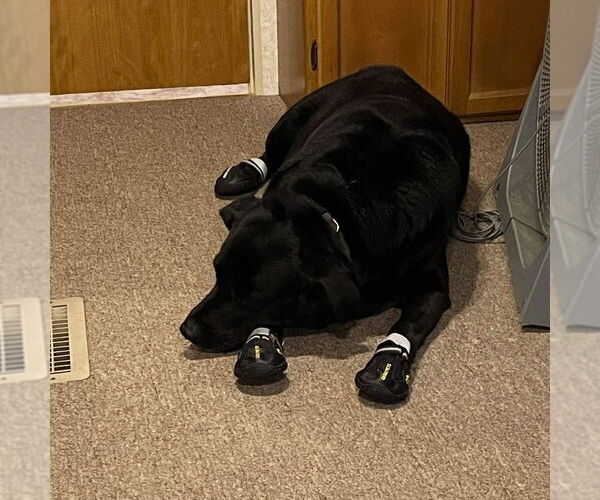 Medium Photo #3 Labrador Retriever Puppy For Sale in columbia, SC, USA