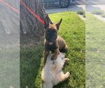 Small Photo #2 Belgian Malinois Puppy For Sale in ELK GROVE, CA, USA