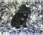 Small #2 ShihPoo