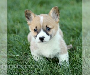 Pembroke Welsh Corgi Puppy for sale in CHRISTIANA, PA, USA