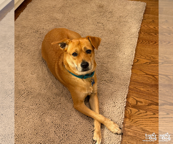 Medium Photo #9 Labrador Retriever-Retriever  Mix Puppy For Sale in Washington, DC, USA