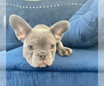 Small Photo #13 French Bulldog Puppy For Sale in SAN MATEO, CA, USA