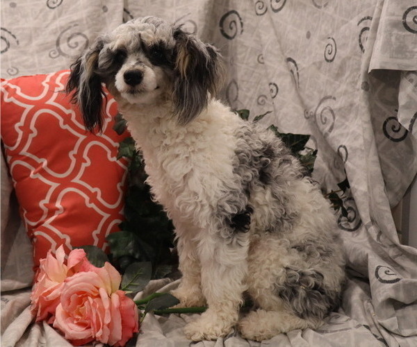 Medium Photo #1 Cavapoo Puppy For Sale in THORP, WI, USA