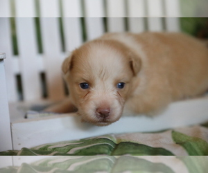 Australian Shepherd Puppy for sale in WESTFIELD, MA, USA