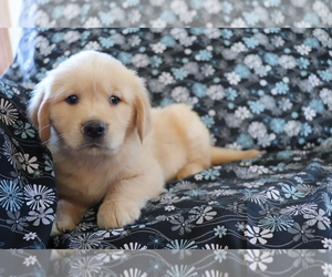 Golden Retriever Puppy for sale in SHILOH, OH, USA