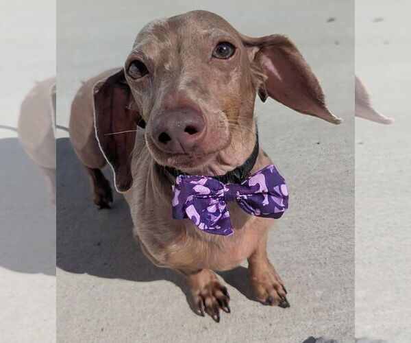 Medium Photo #5 Dachshund Puppy For Sale in Shelbyville, TN, USA