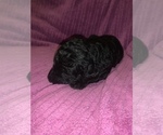 Small Photo #21 Poodle (Standard) Puppy For Sale in LEXINGTON, SC, USA