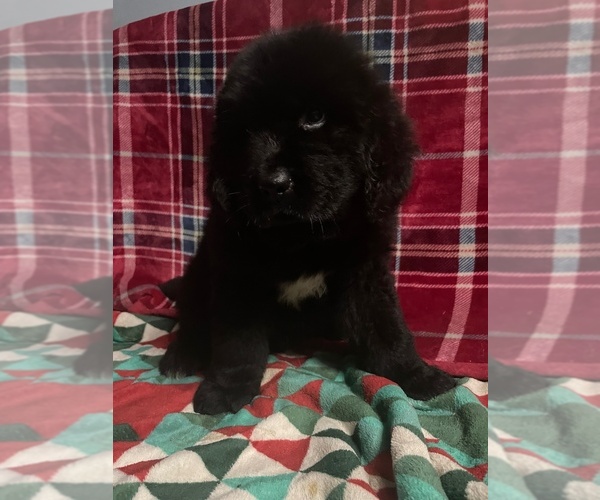 Medium Photo #1 Newfoundland Puppy For Sale in AURORA, IN, USA